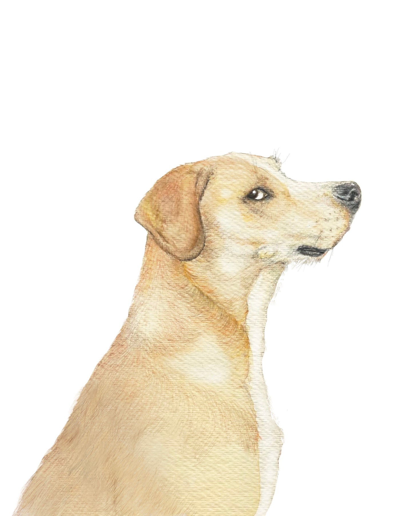 Side Eye Dog embellished print, dog decor, dog owner, trendy dog art, handmade art