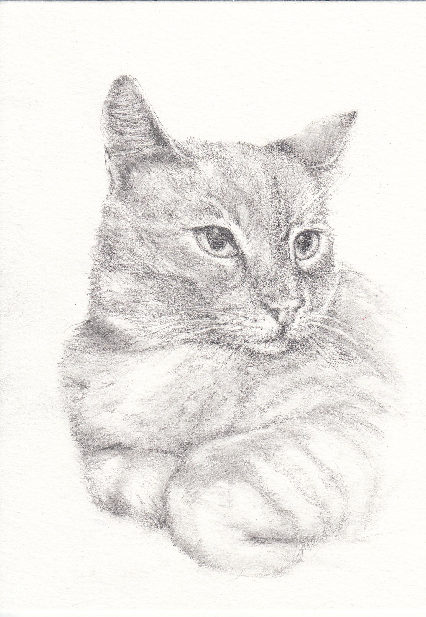 Pet Portraits, Commissioned Portraits, Customer Family Portraits