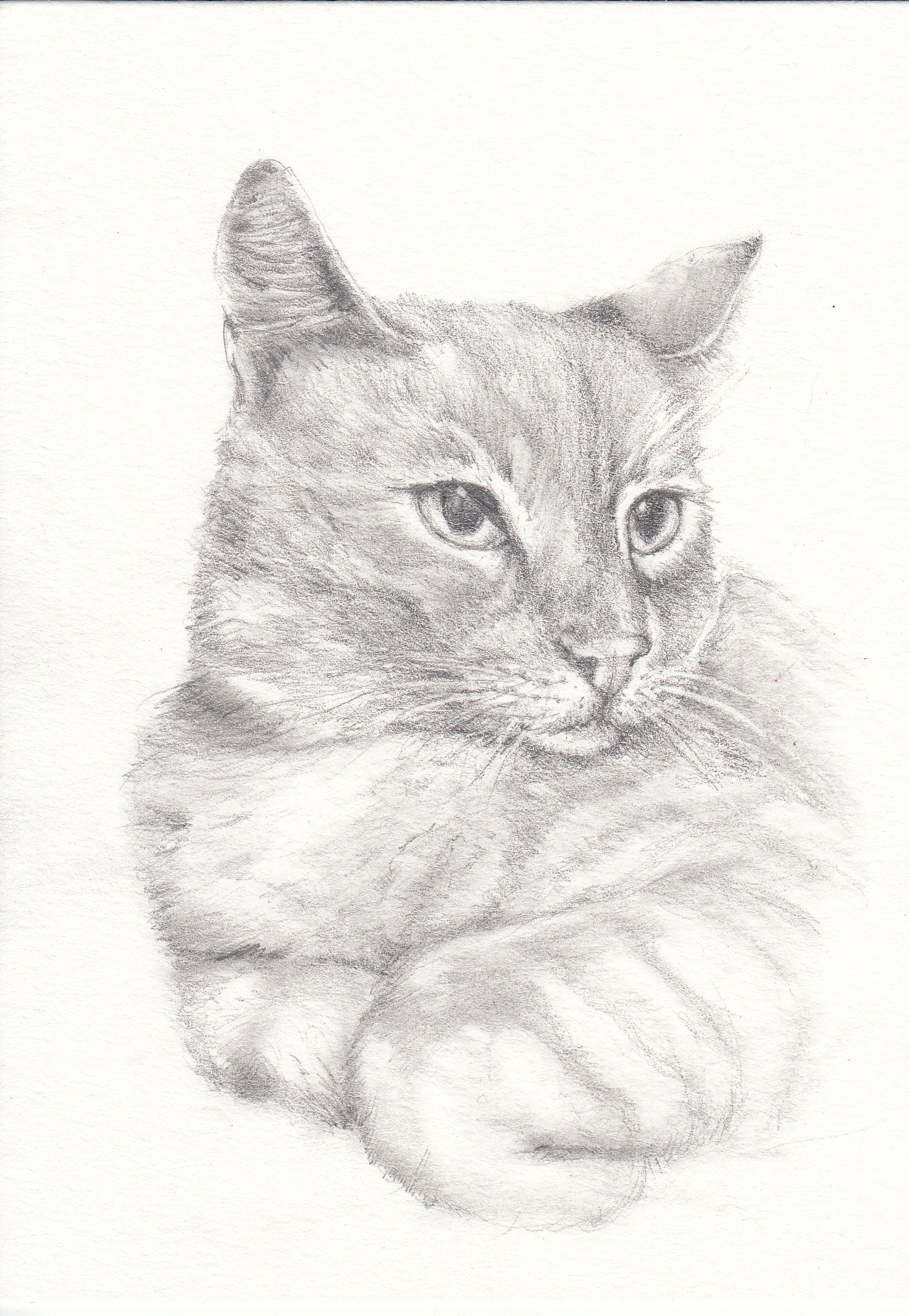 Pet Portraits, Commissioned Portraits, Customer Family Portraits