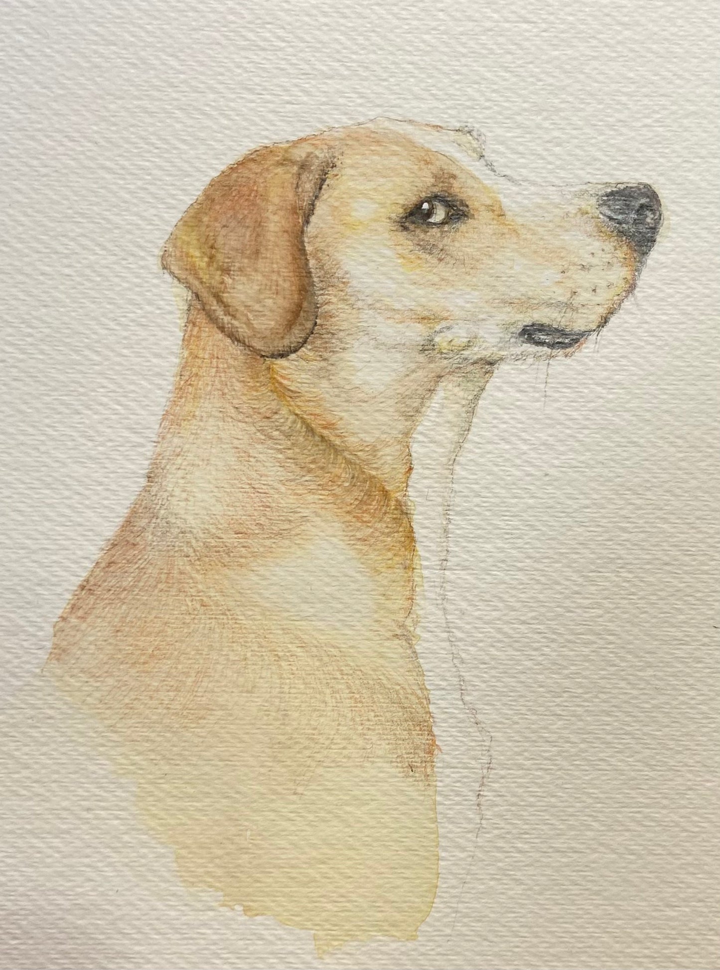Watercolor Pet Portrait Custom Painting Animal , Dog Portrait from Photo, Cat Portrait from Photo, Pet Memorial Gift, Pet Loss, Pet Memorial
