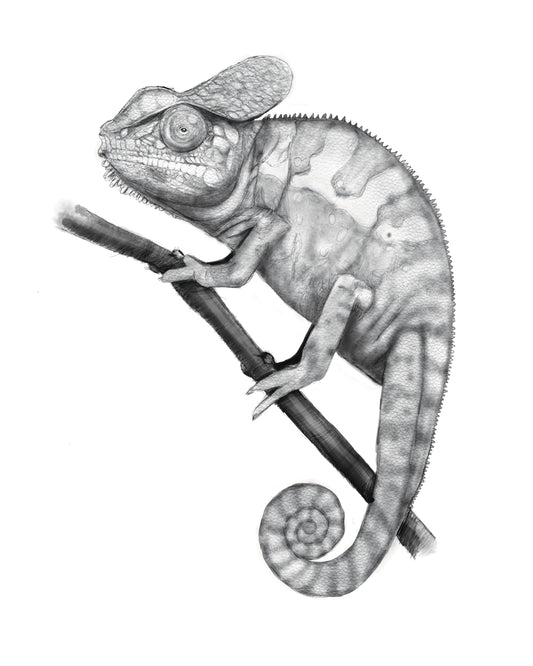 Realistic Pencil Iguana Drawing Print